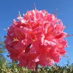 Azalea mollis 'Jolie Madame'